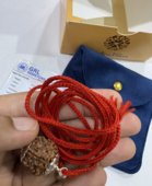 1 Mukhi Nepal Rudraksha – 15MM to 28MM | Natural Bead | Lab Certified with X-Ray Report photo review